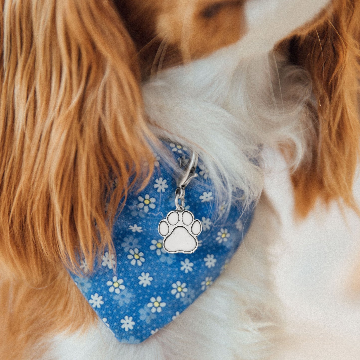 Paw in Heart Charm Bangle + Pet Collar Charm Set